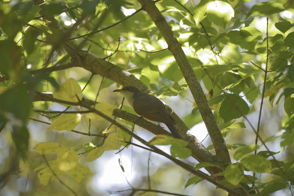 Yellow-billed Cuckoo - ML623945674