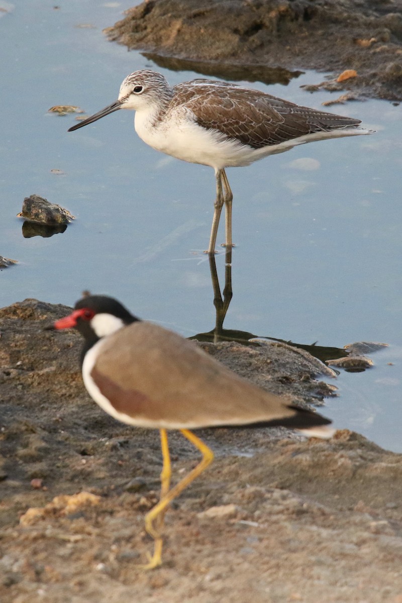 Red-wattled Lapwing - ML623945688