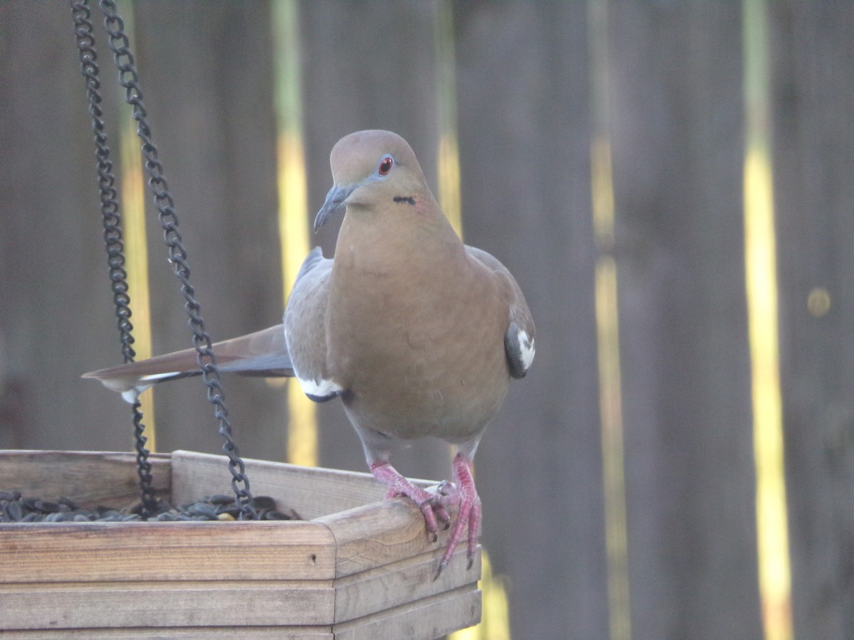 White-winged Dove - Texas Bird Family