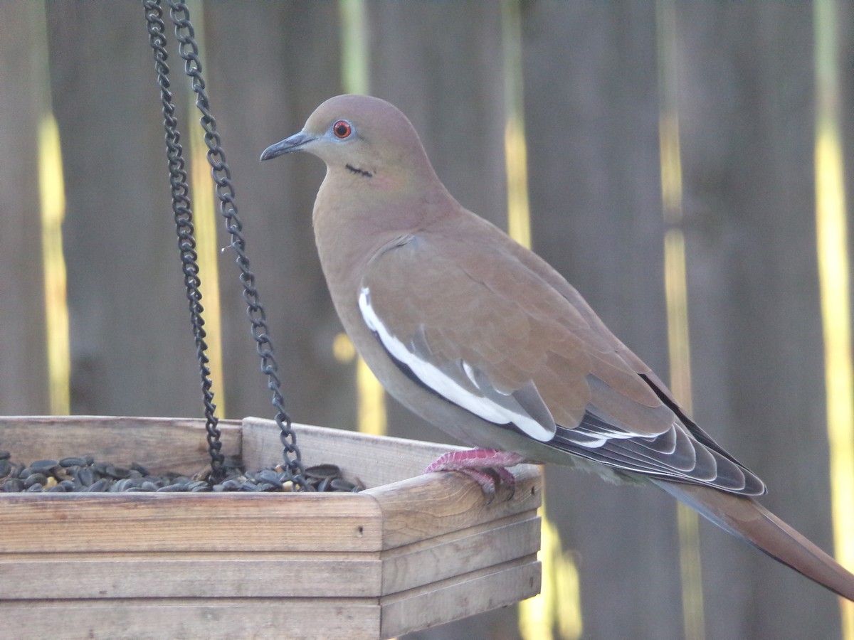 White-winged Dove - ML623945703