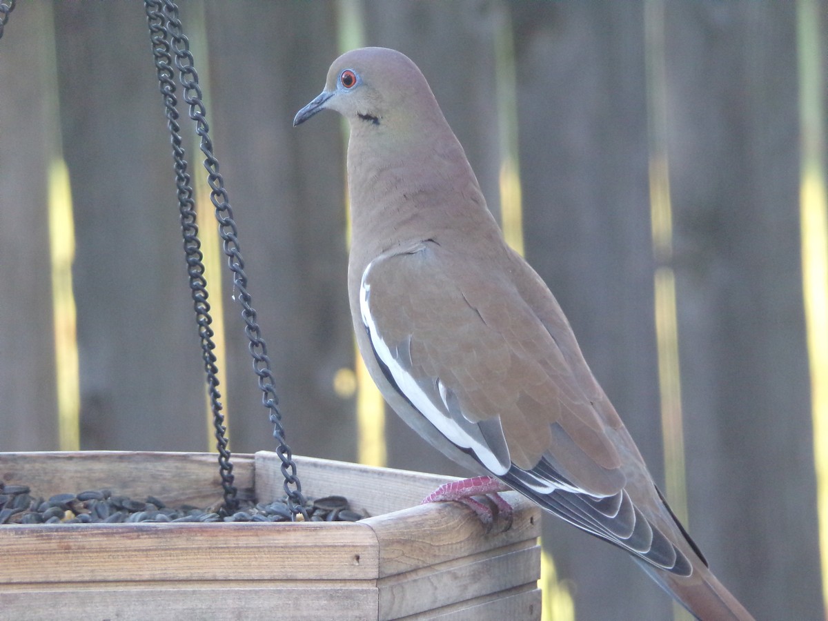 White-winged Dove - ML623945704