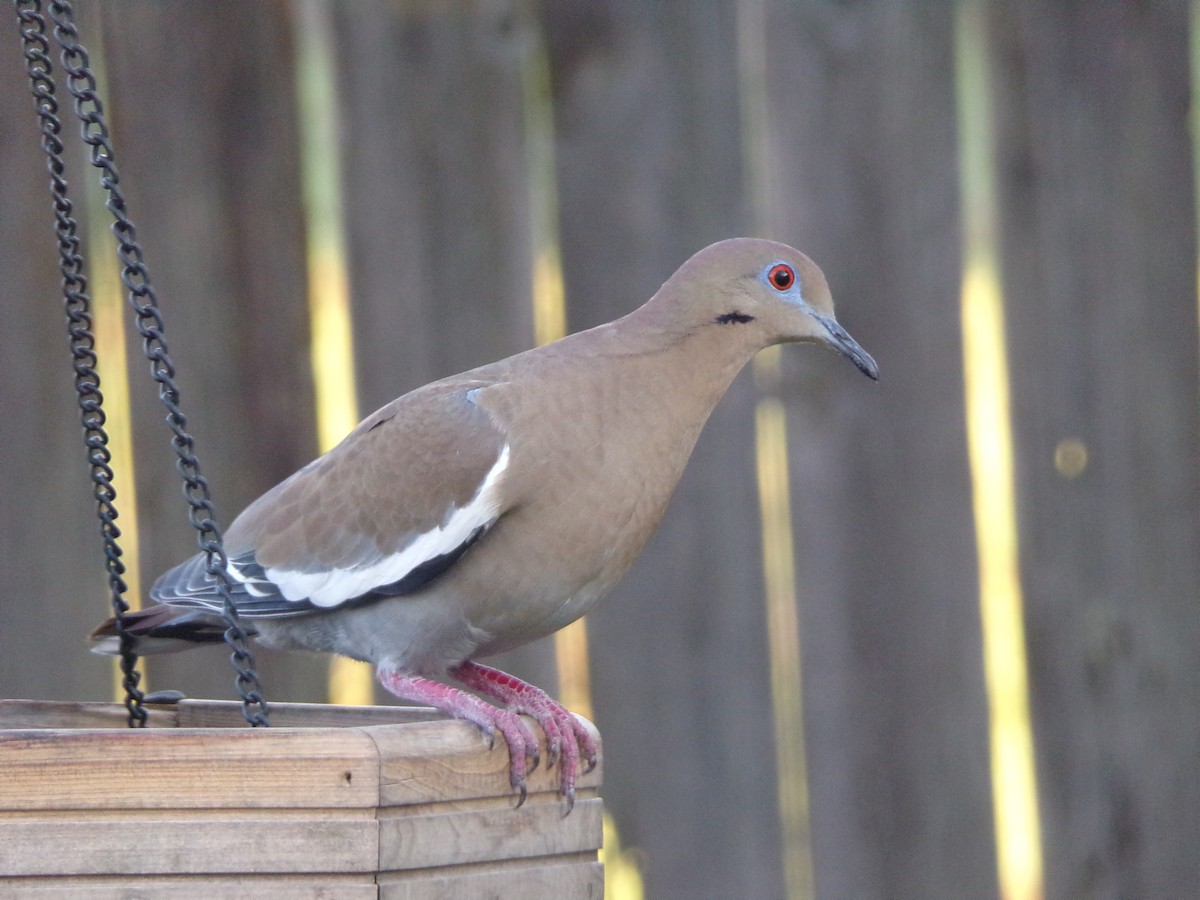 White-winged Dove - ML623945705