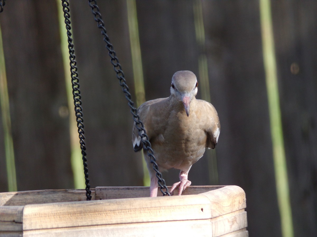 White-winged Dove - Texas Bird Family