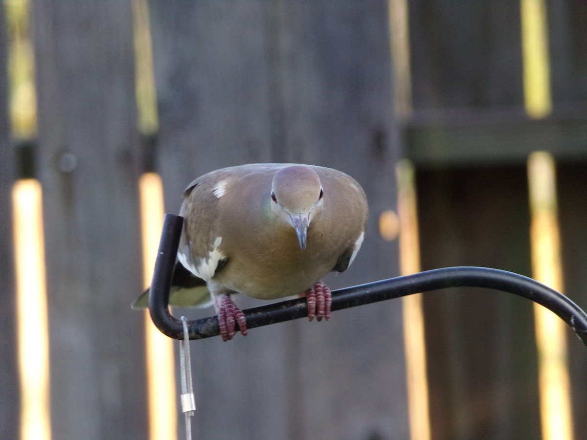 White-winged Dove - ML623945708