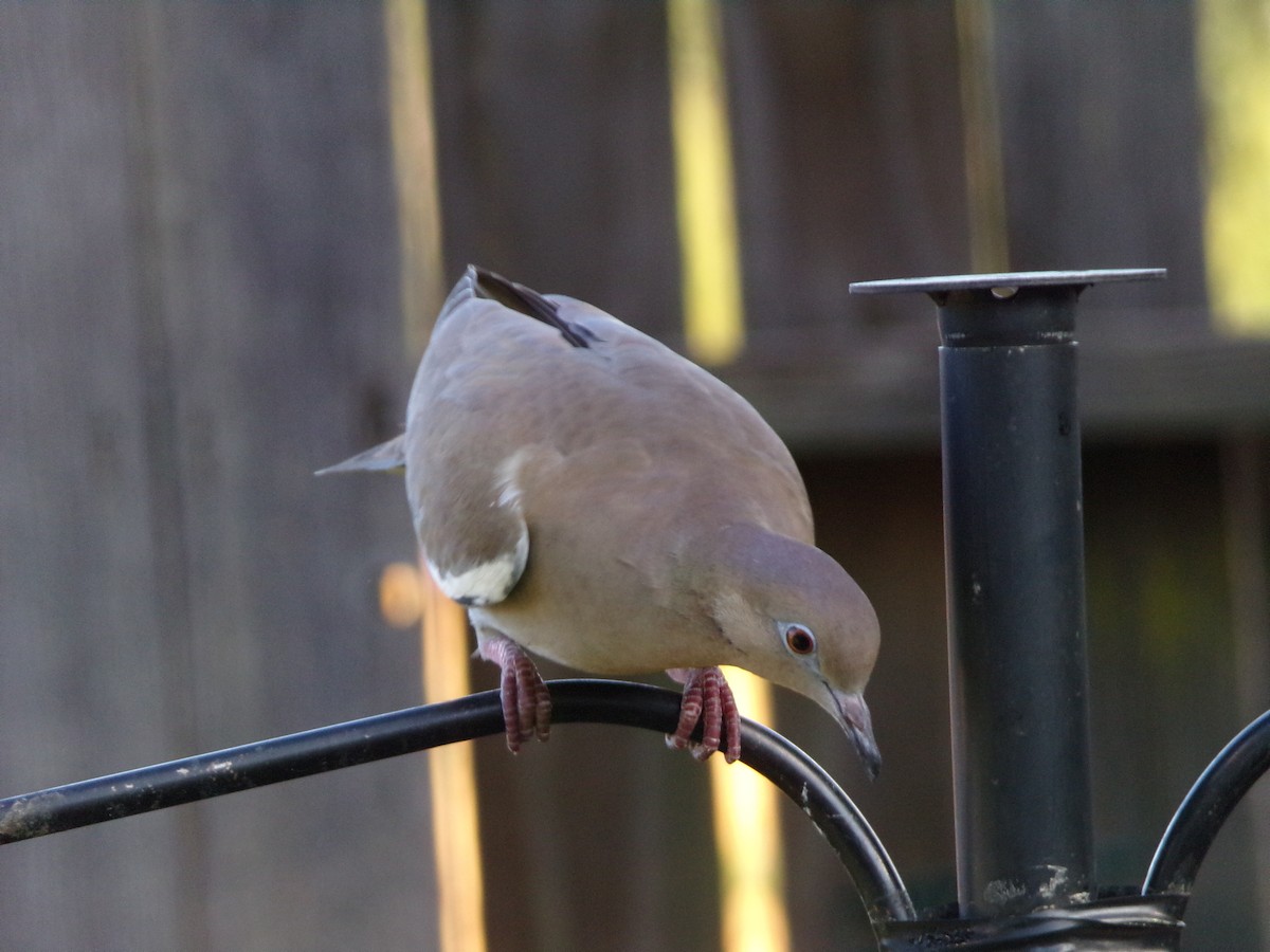 White-winged Dove - ML623945709