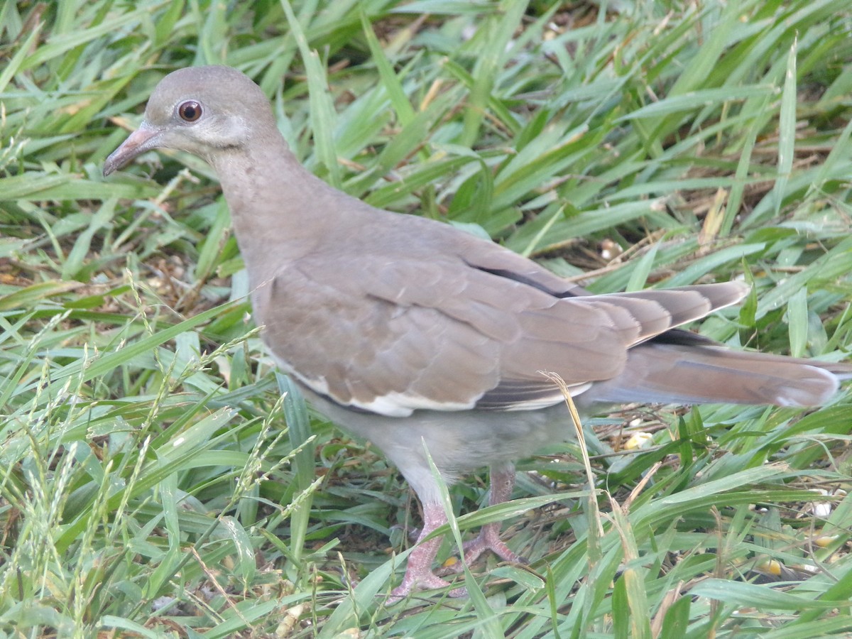 White-winged Dove - ML623945710