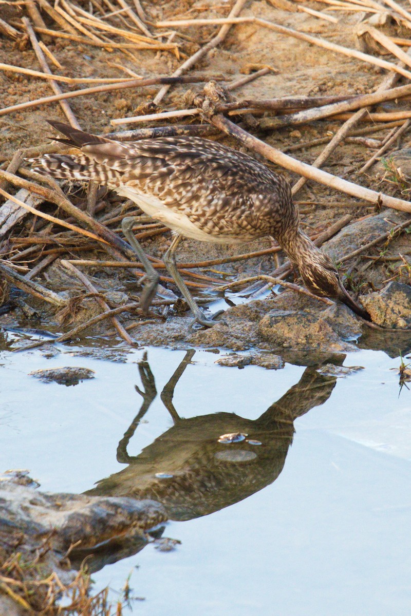 Whimbrel - Rik Vetter