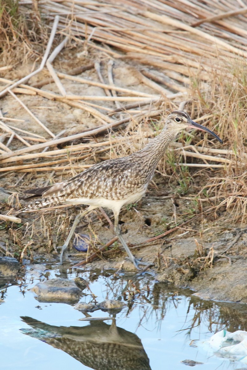 Whimbrel - ML623945718