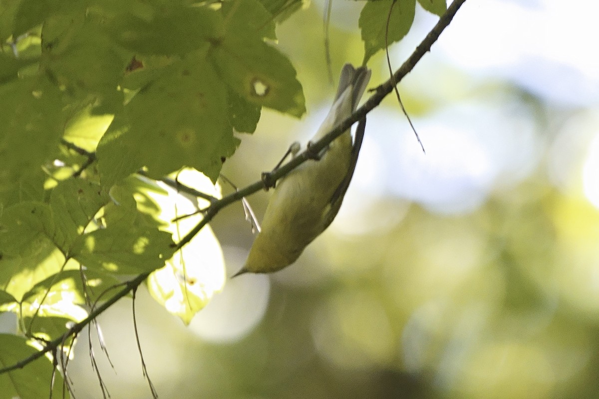 Yellow-throated Vireo - Howard Haysom