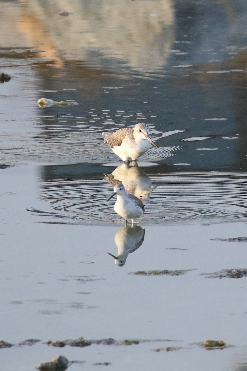 Marsh Sandpiper - ML623945732