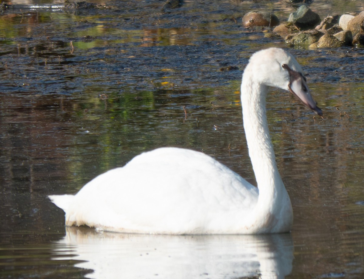 Mute Swan - ML623945748