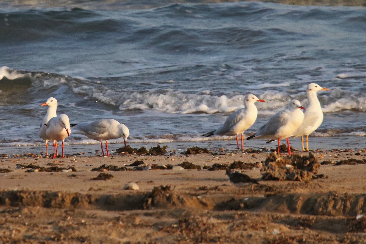 Slender-billed Gull - ML623945756