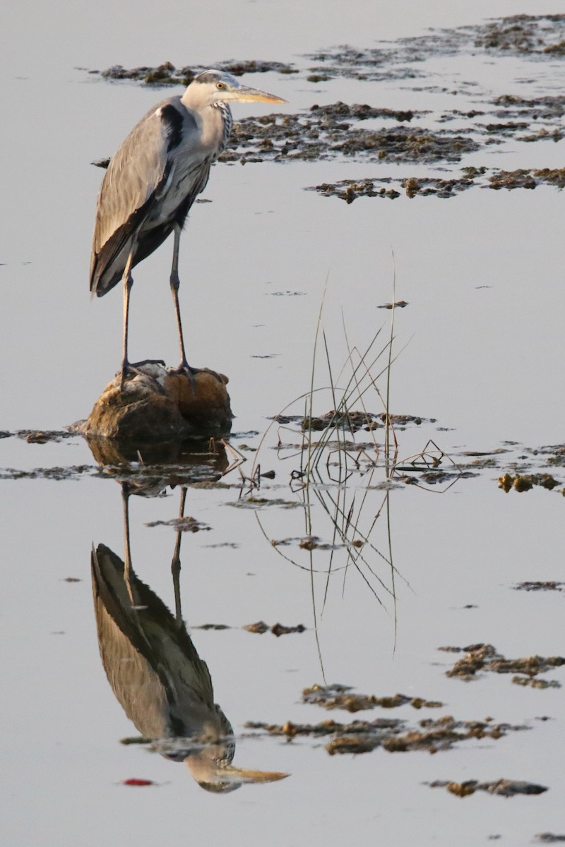 Gray Heron - ML623945774