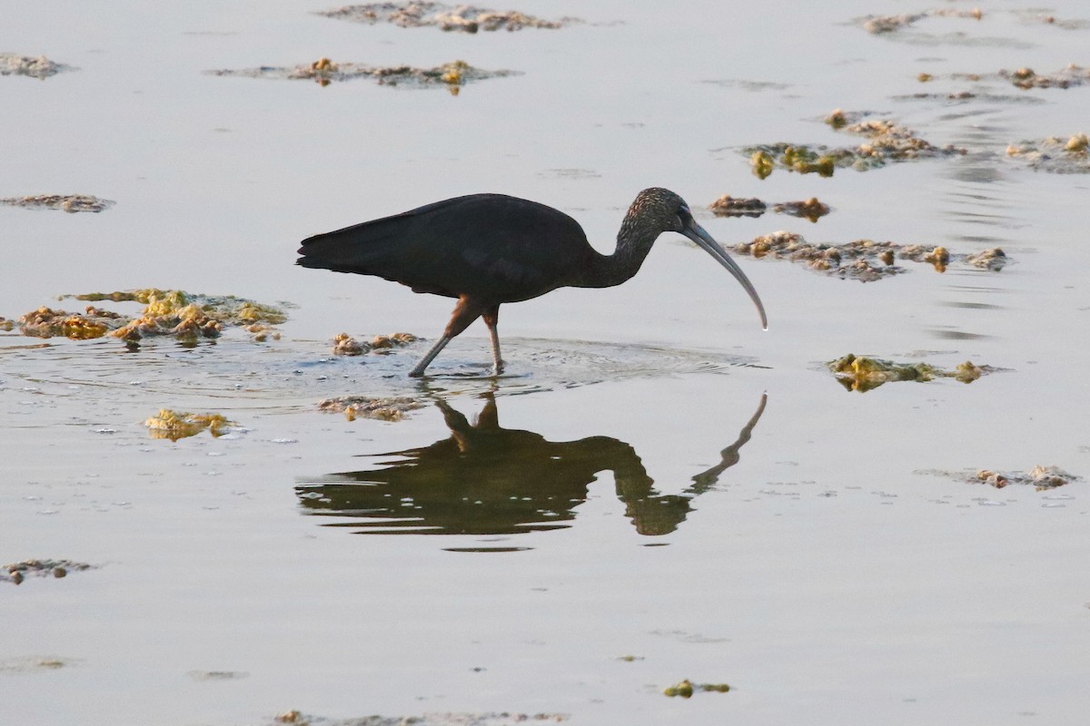 Glossy Ibis - ML623945778