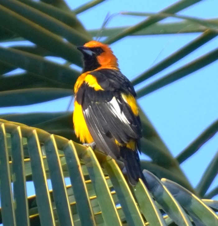 Spot-breasted Oriole - ML623945787