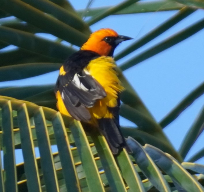 Spot-breasted Oriole - ML623945788