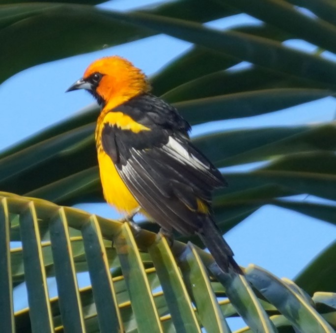 Spot-breasted Oriole - ML623945789