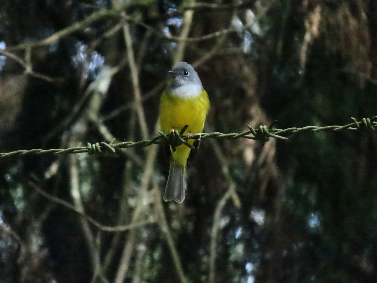 Gray-headed Canary-Flycatcher - ML623945804