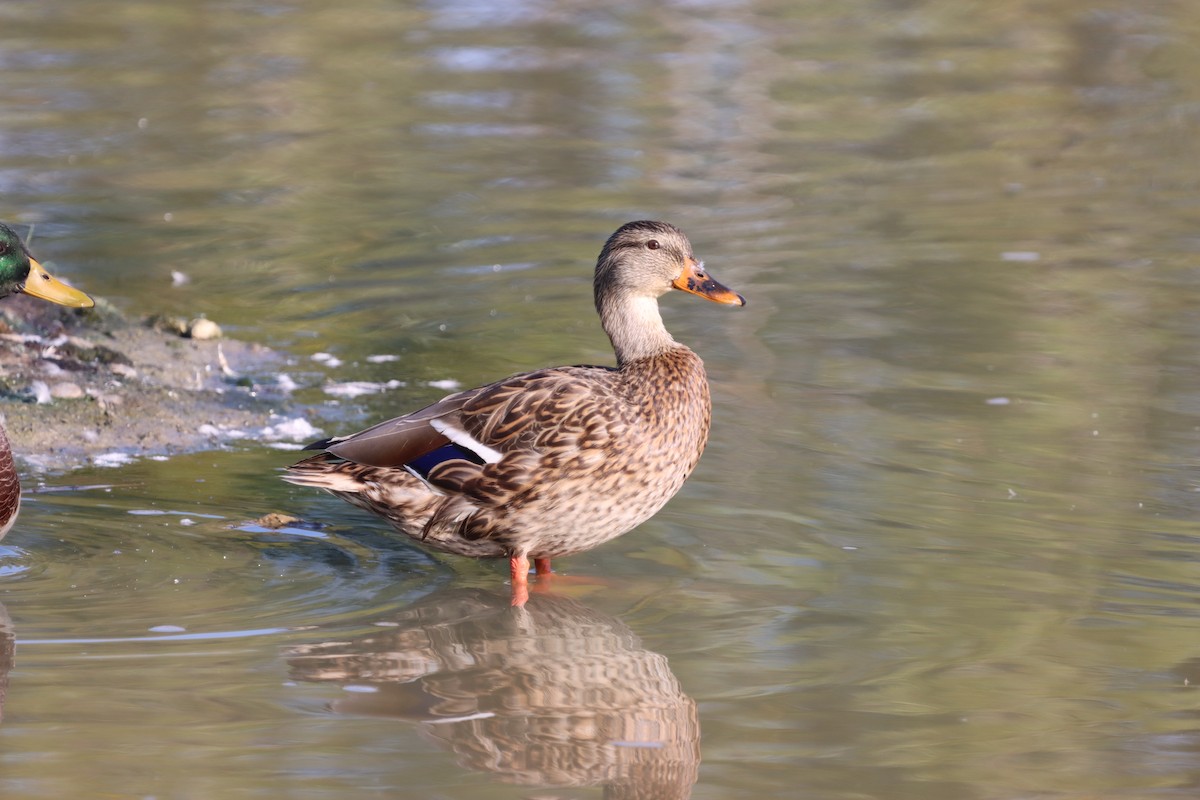 Mallard - Ryan Leys