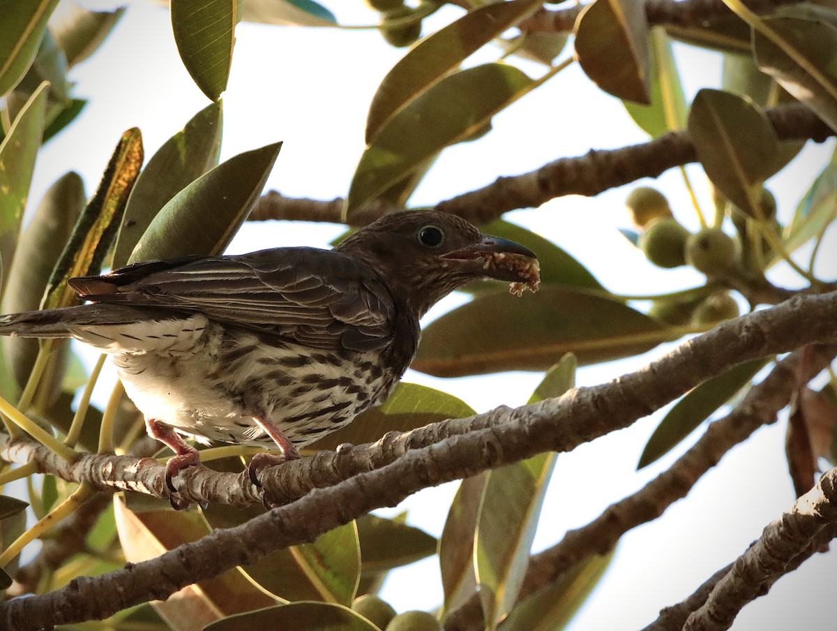 Australasian Figbird - ML623945857