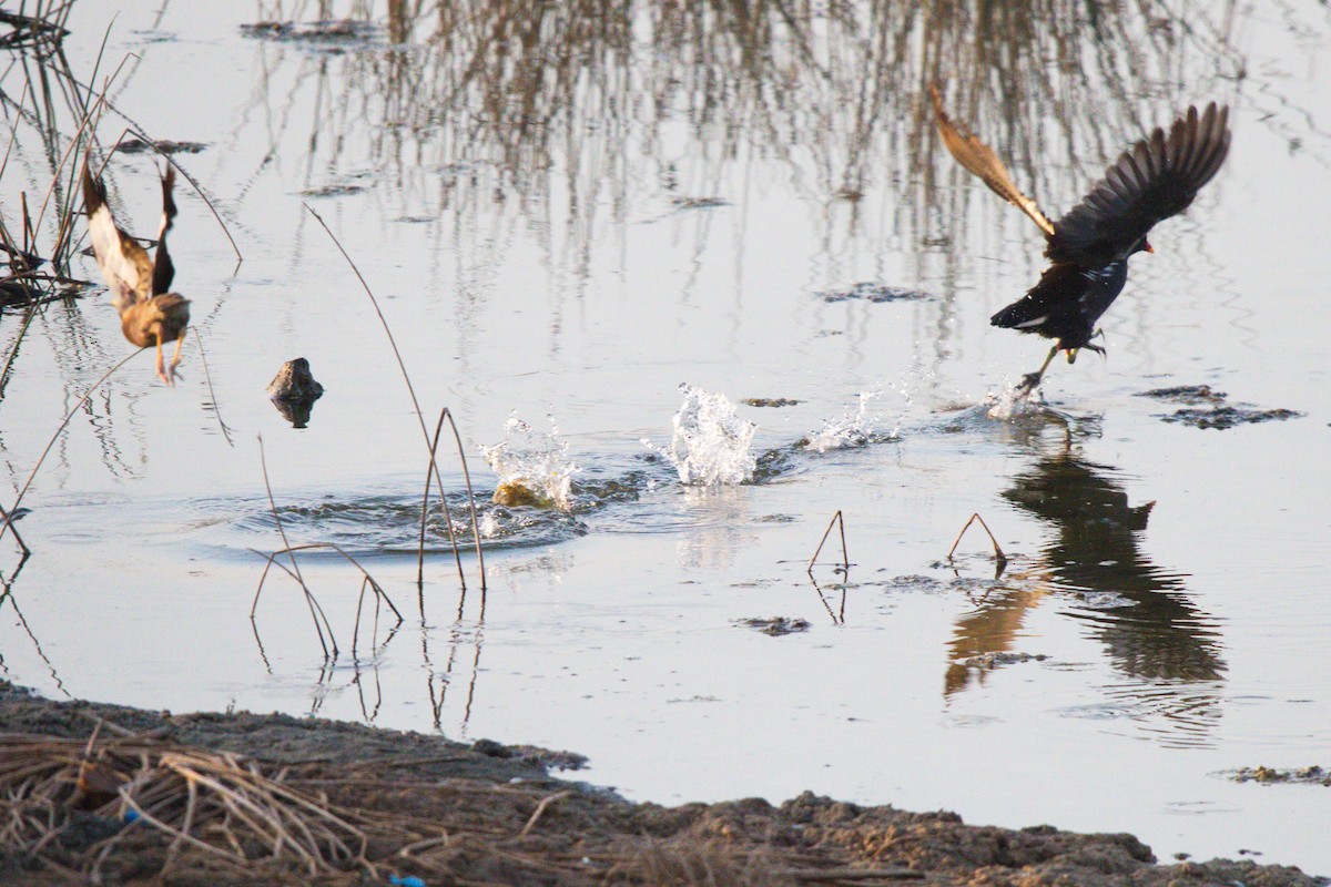 Eurasian Moorhen - ML623945865