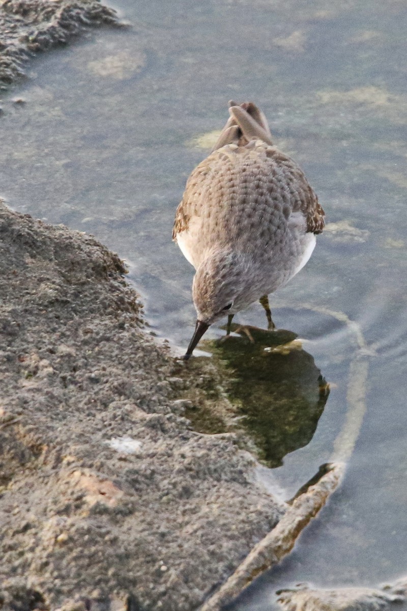 Dunlin - ML623945872