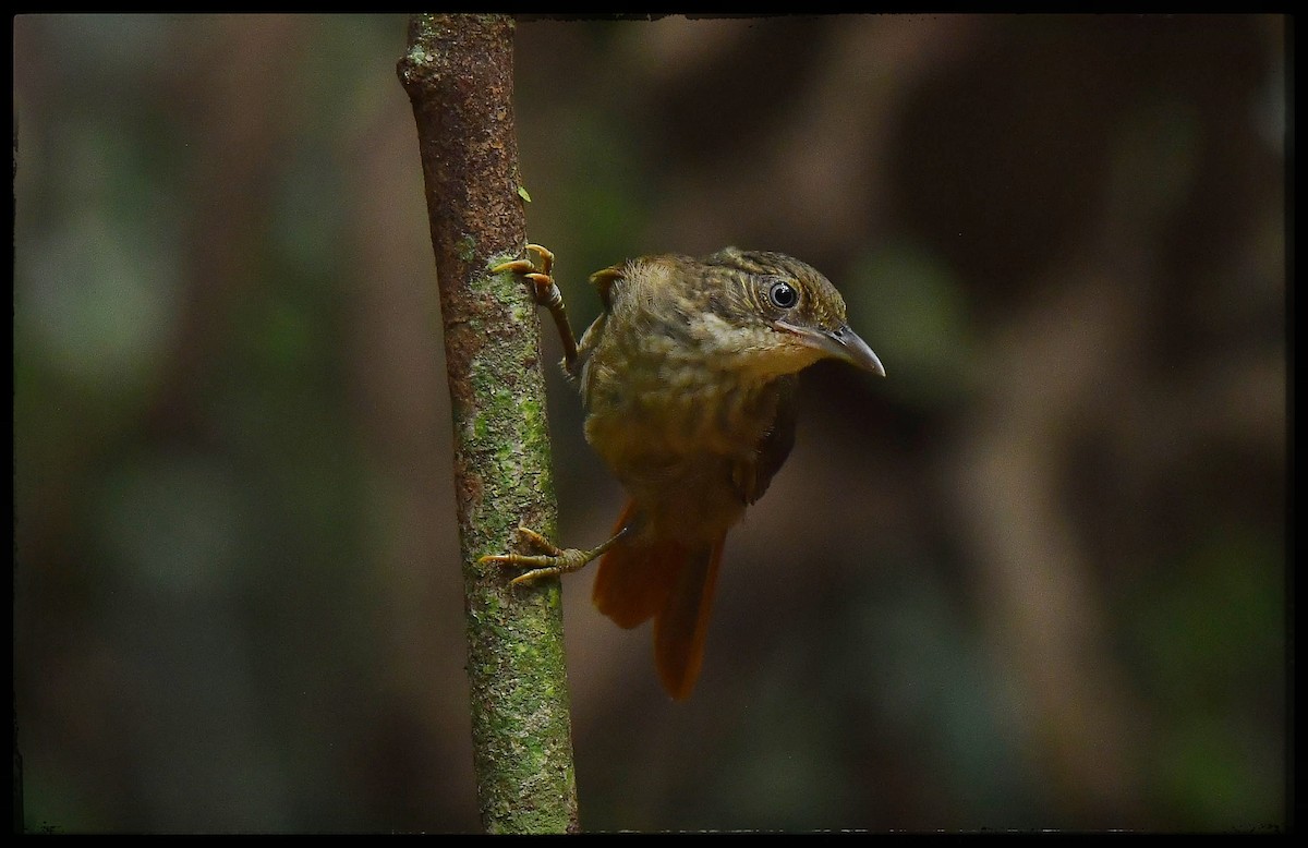 Para Foliage-gleaner - ML623945885