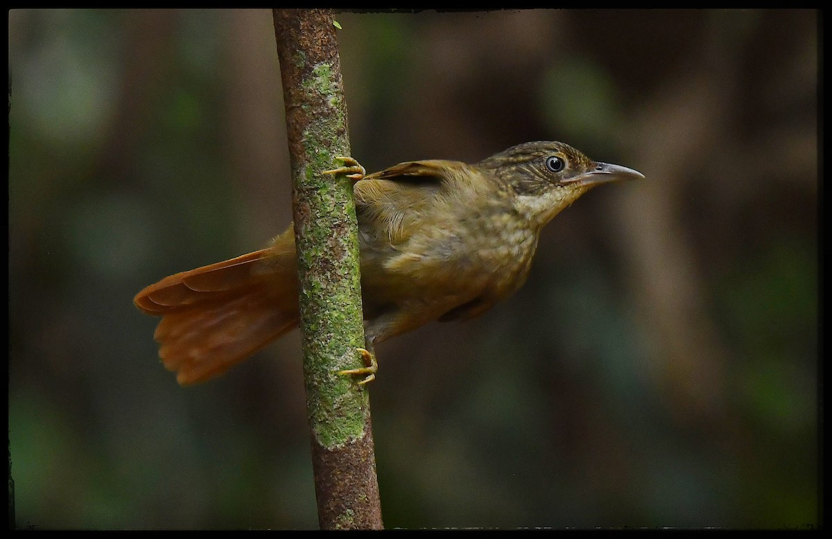 Para Foliage-gleaner - Beto Guido Méndez