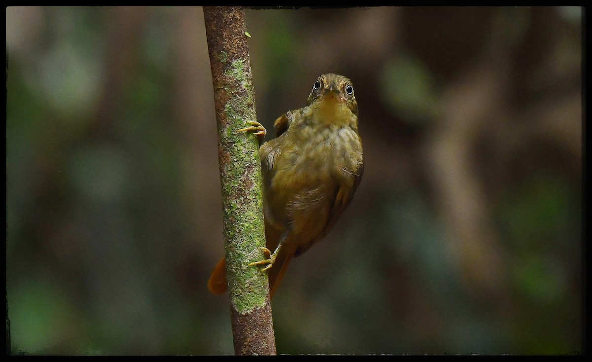 Para Foliage-gleaner - ML623945888