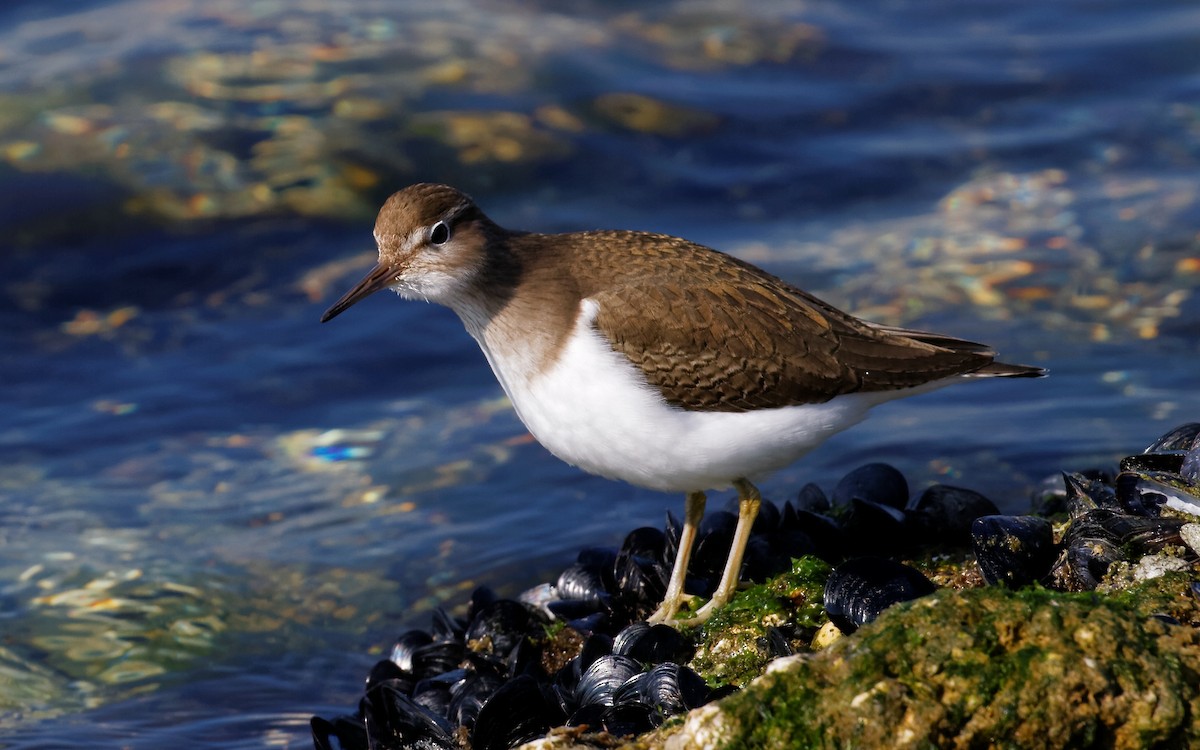 Common Sandpiper - ML623945900