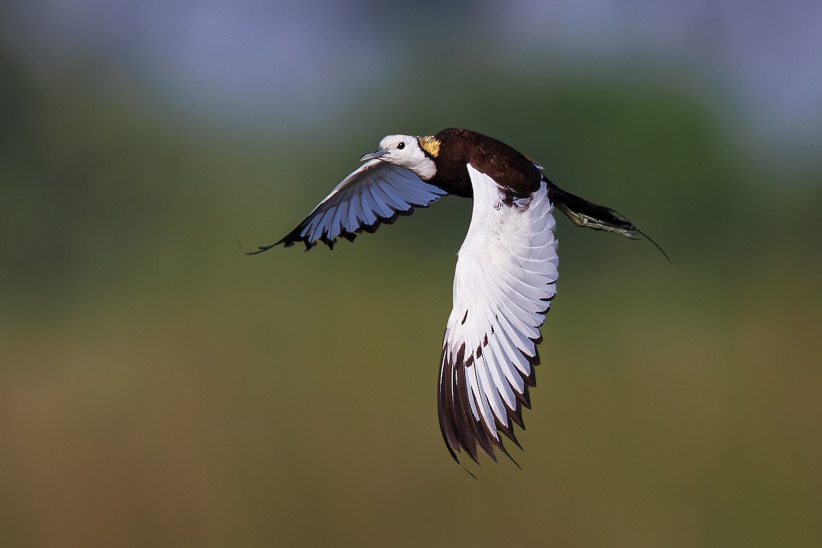 Pheasant-tailed Jacana - ML623945905