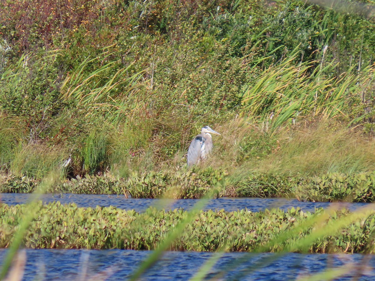 Great Blue Heron - ML623945906