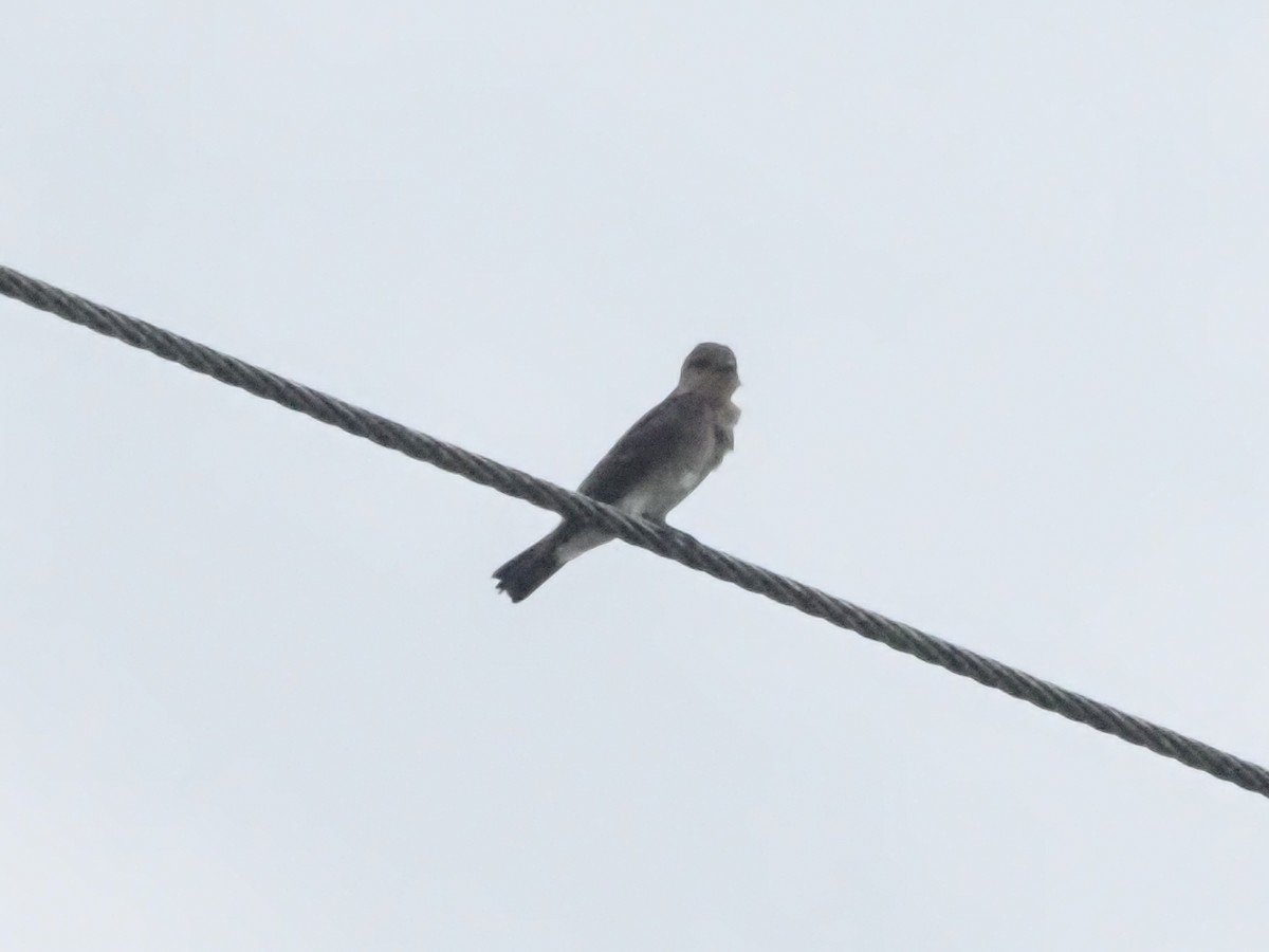 Southern Rough-winged Swallow - ML623945912