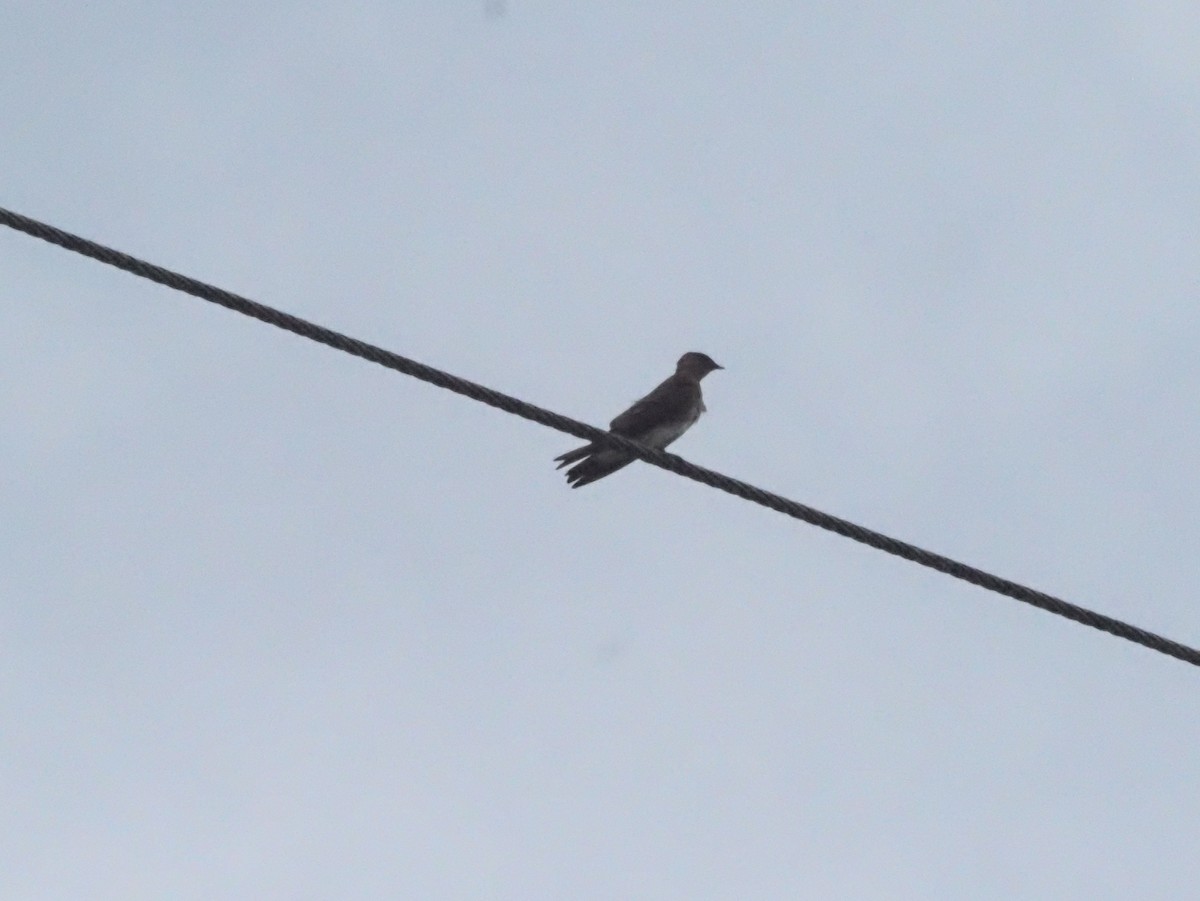 Southern Rough-winged Swallow - ML623945916