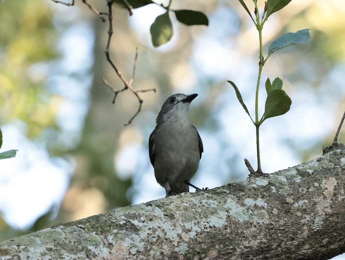 Gray Shrikethrush - ML623945921