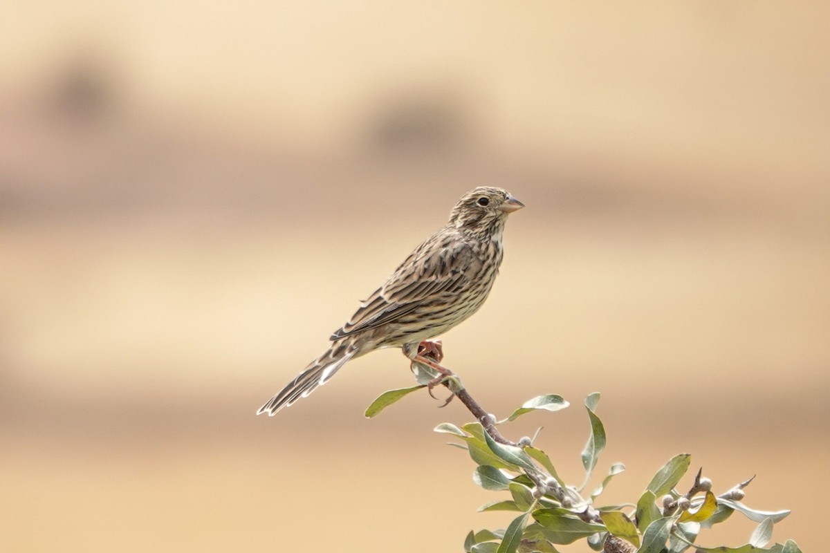 Corn Bunting - ML623945926