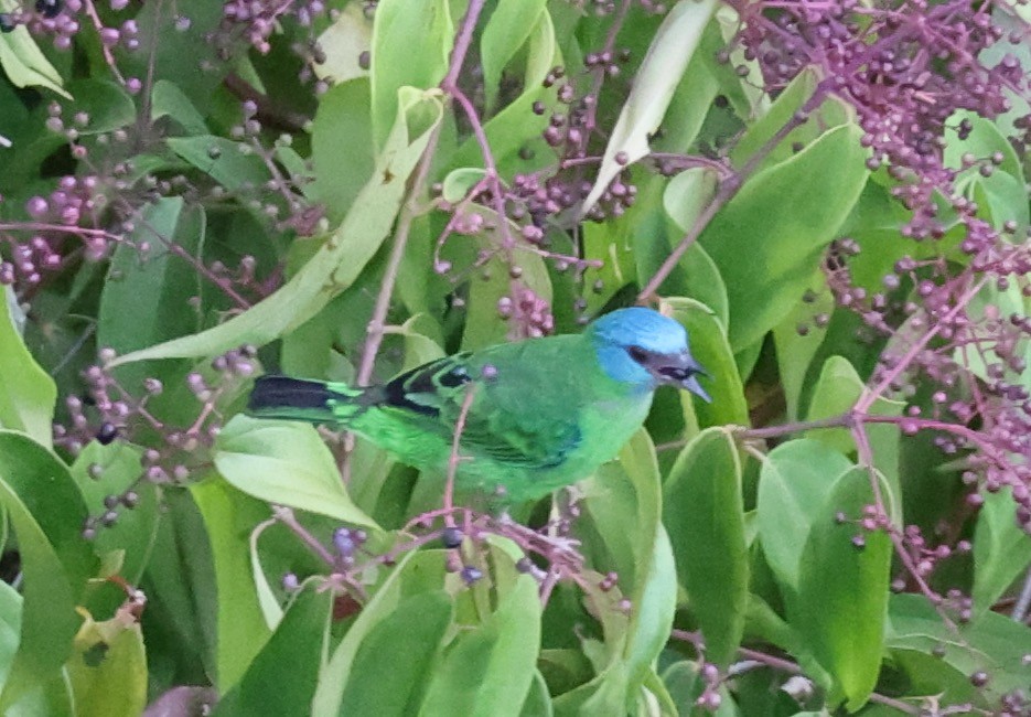 Blue Dacnis - ML623945941