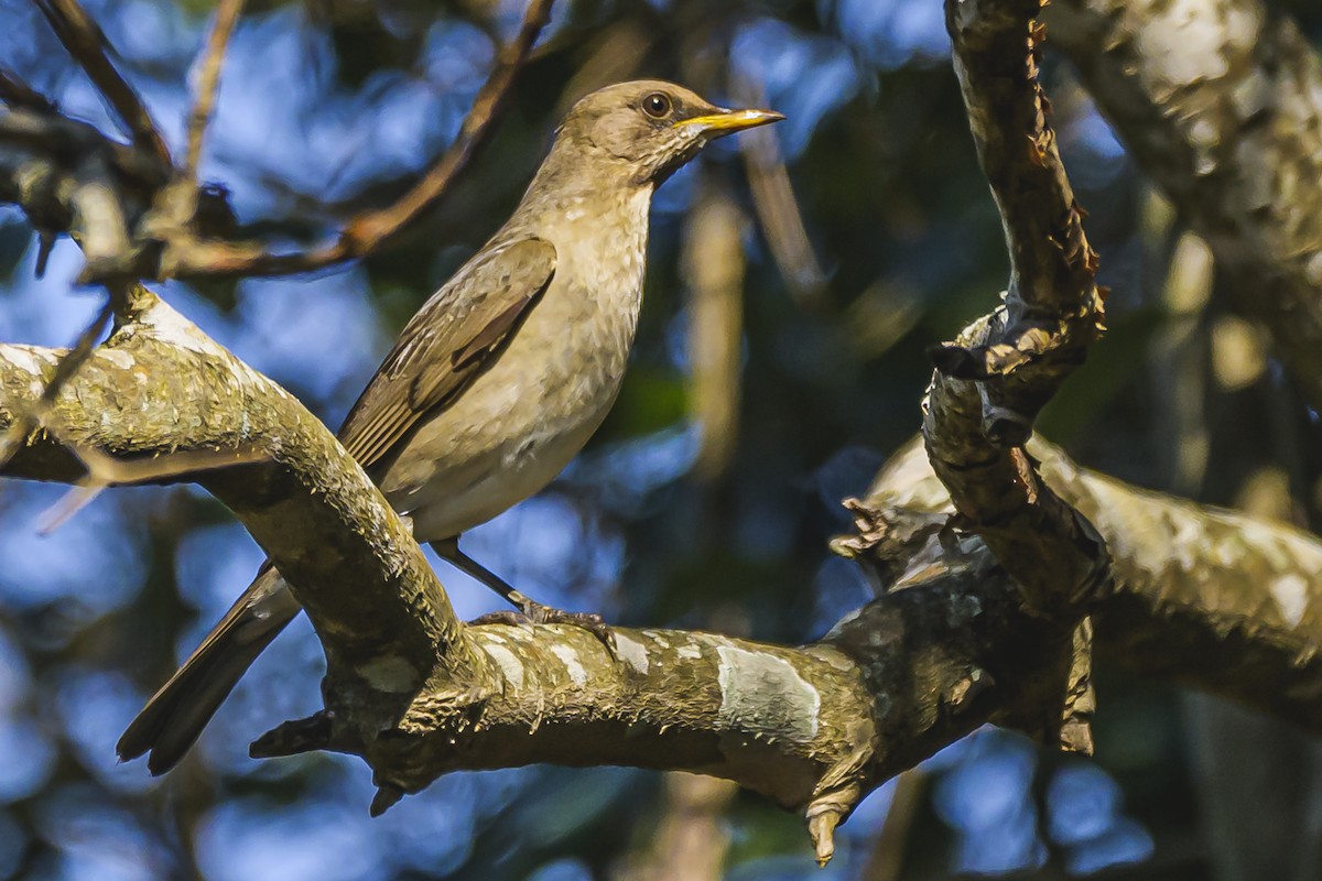 Creamy-bellied Thrush - ML623945954