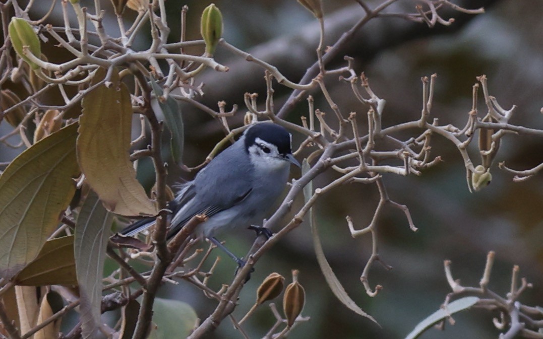 White-browed Gnatcatcher - ML623945958