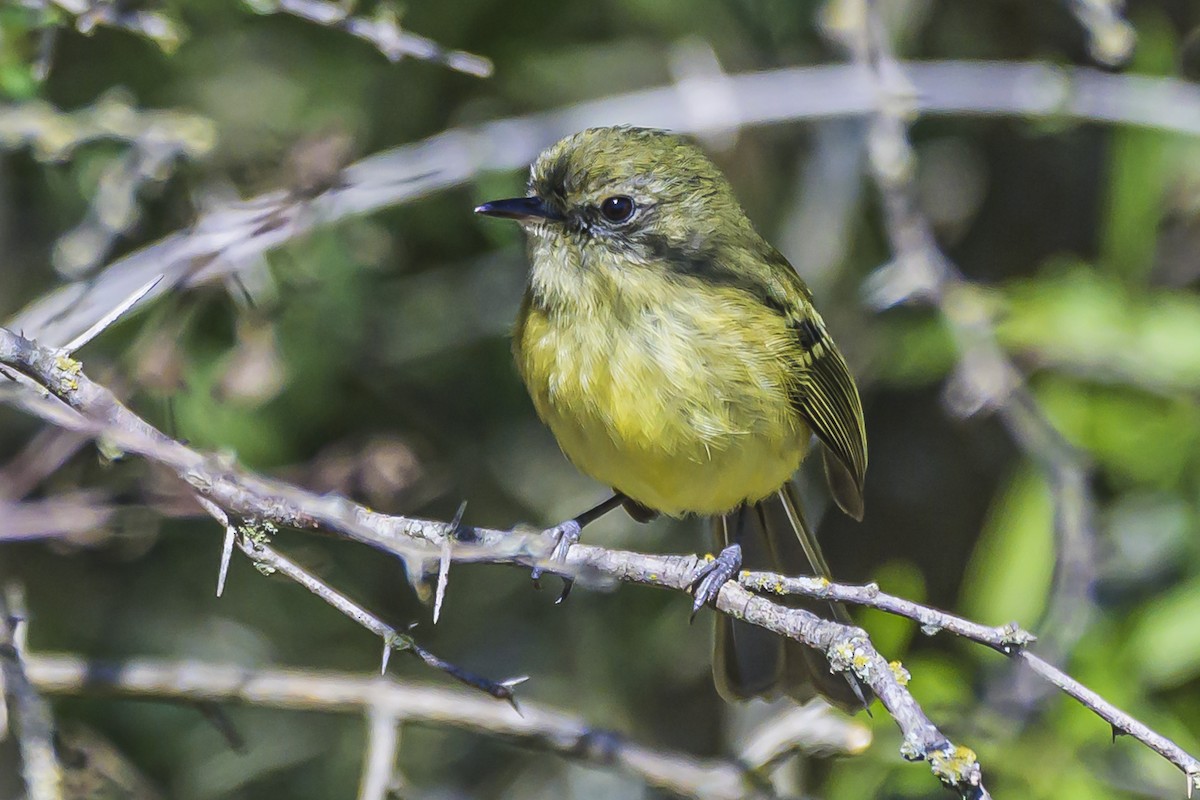 Mottle-cheeked Tyrannulet - Amed Hernández