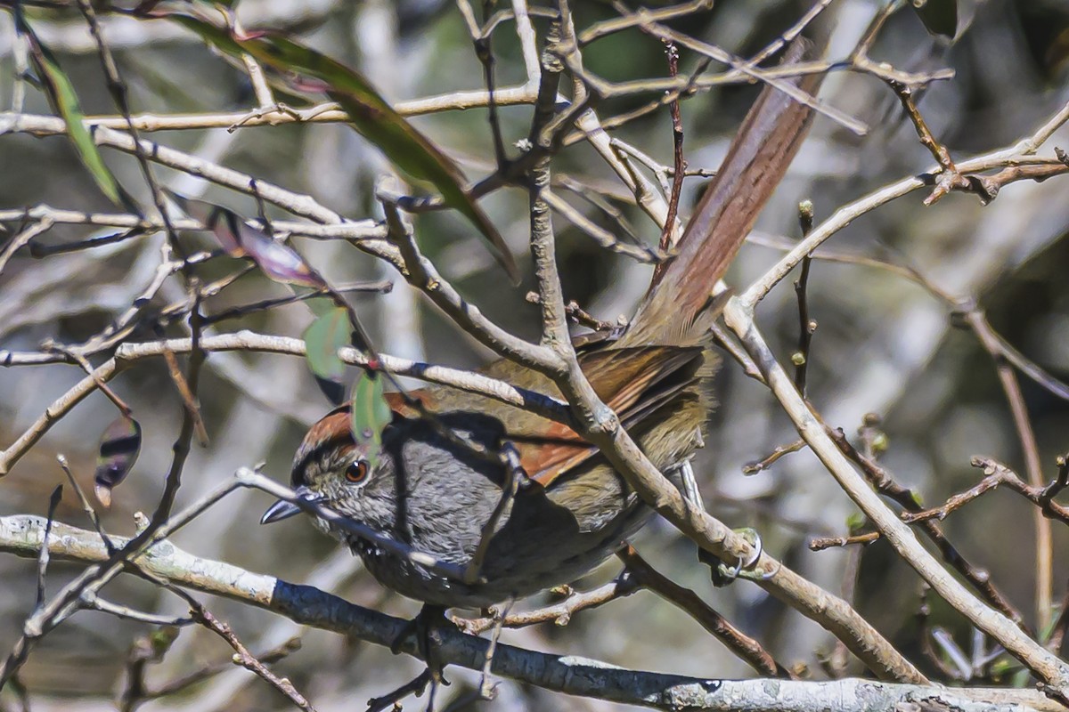 Sooty-fronted Spinetail - ML623945966