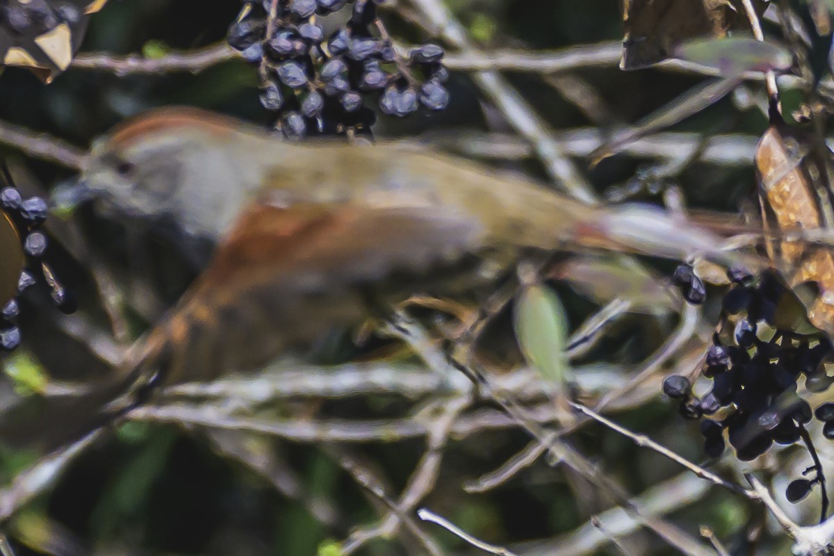 Sooty-fronted Spinetail - ML623945967