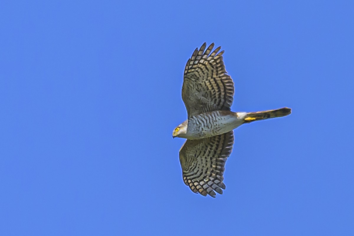 Sharp-shinned Hawk - ML623945972