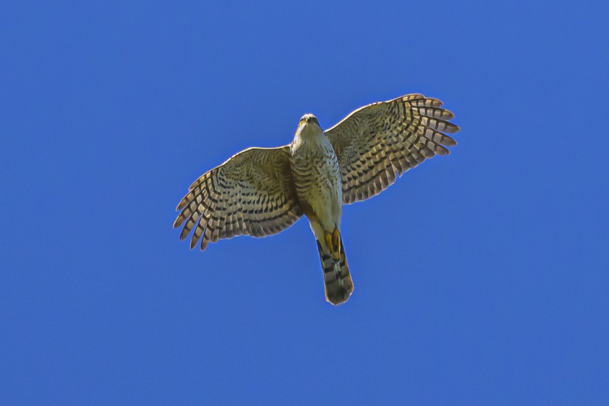 Sharp-shinned Hawk - ML623945974