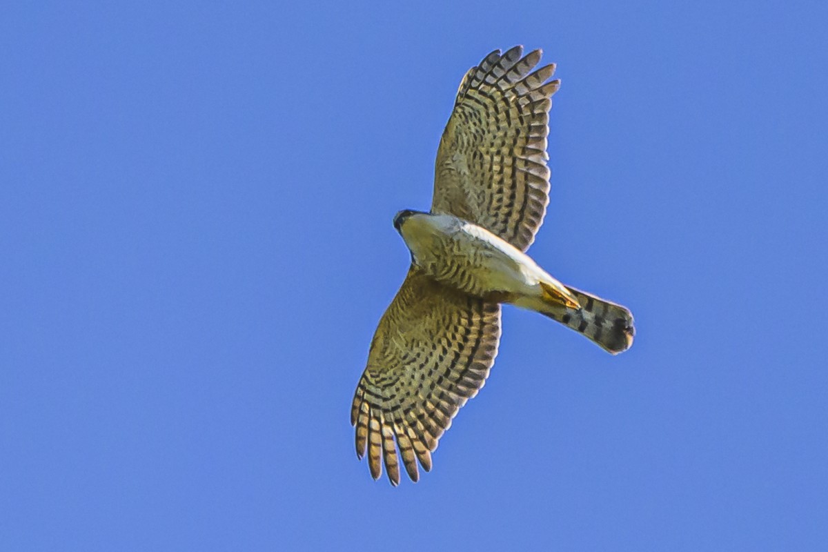 Sharp-shinned Hawk - ML623945975