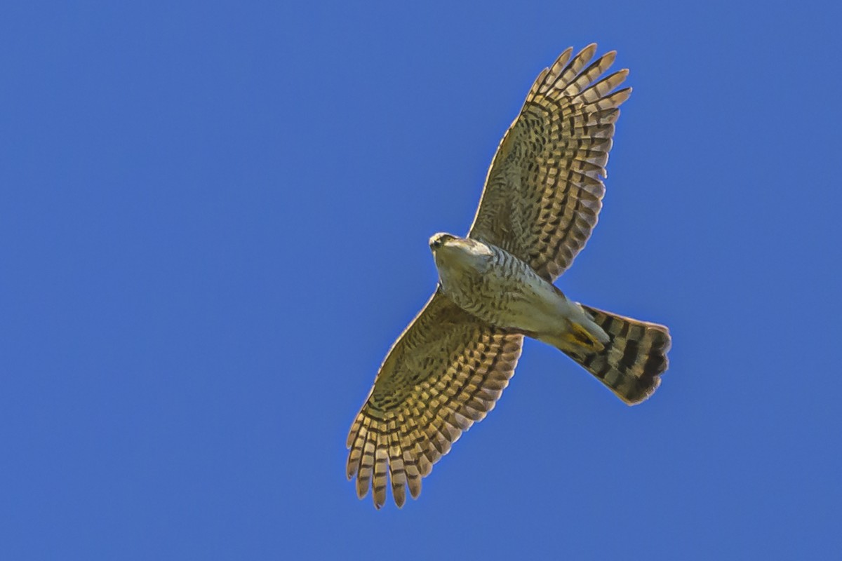 Sharp-shinned Hawk - ML623945977