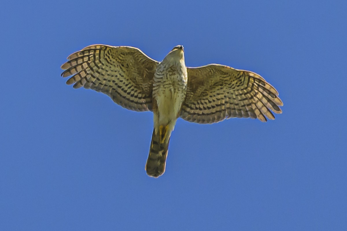 Sharp-shinned Hawk - ML623945978