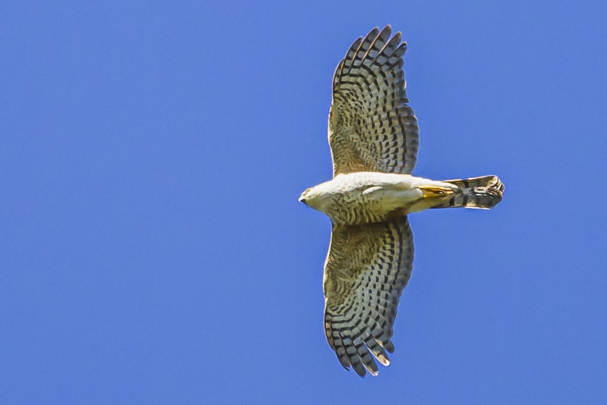 Sharp-shinned Hawk - ML623945979