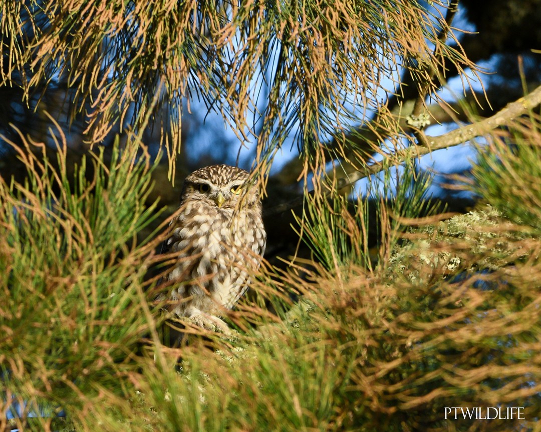 Little Owl - ML623945985