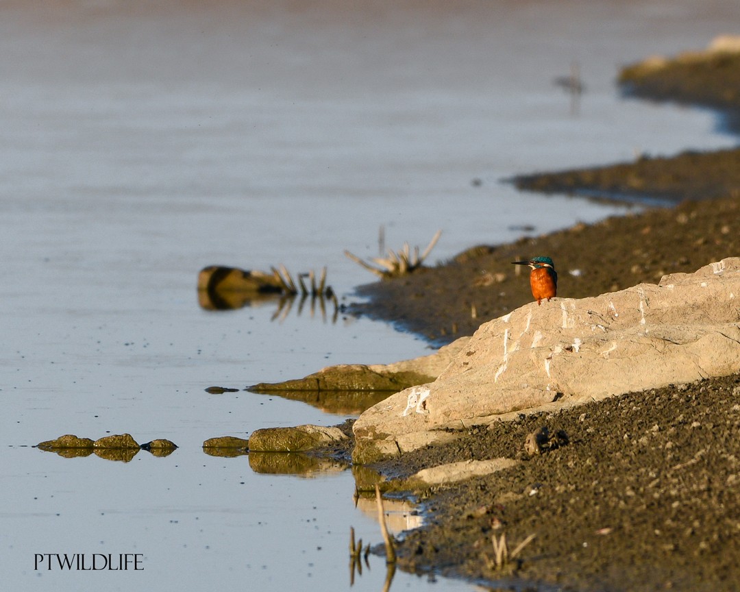 Common Kingfisher - ML623945987